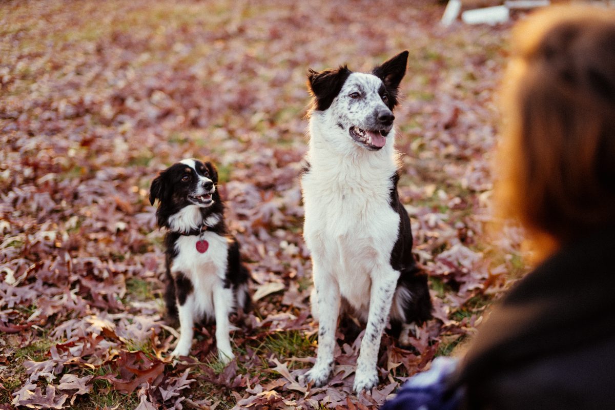 Kutyabarát etikett - 7 fontos tudnivaló, ha kutyával fedeznéd fel a Balaton környékét