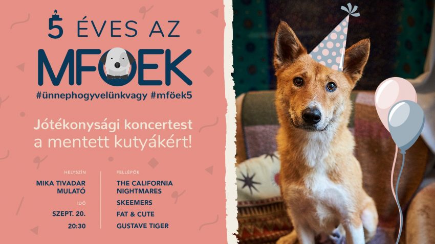 Programok MA: Jótékonysági koncertest a mentett kutyákért