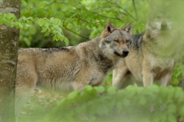 Vad erdők, vad bércek