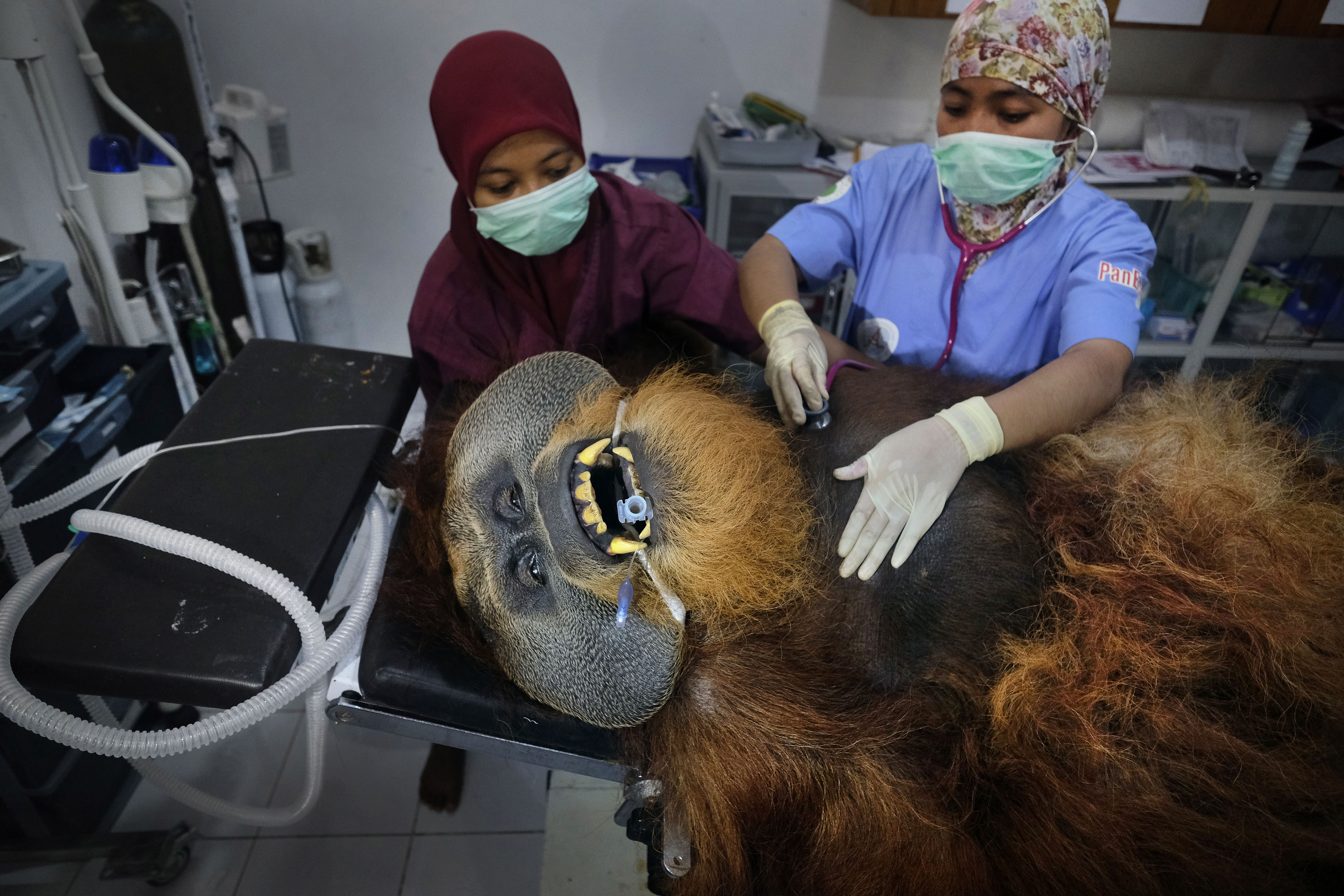  Saving Orangutans 