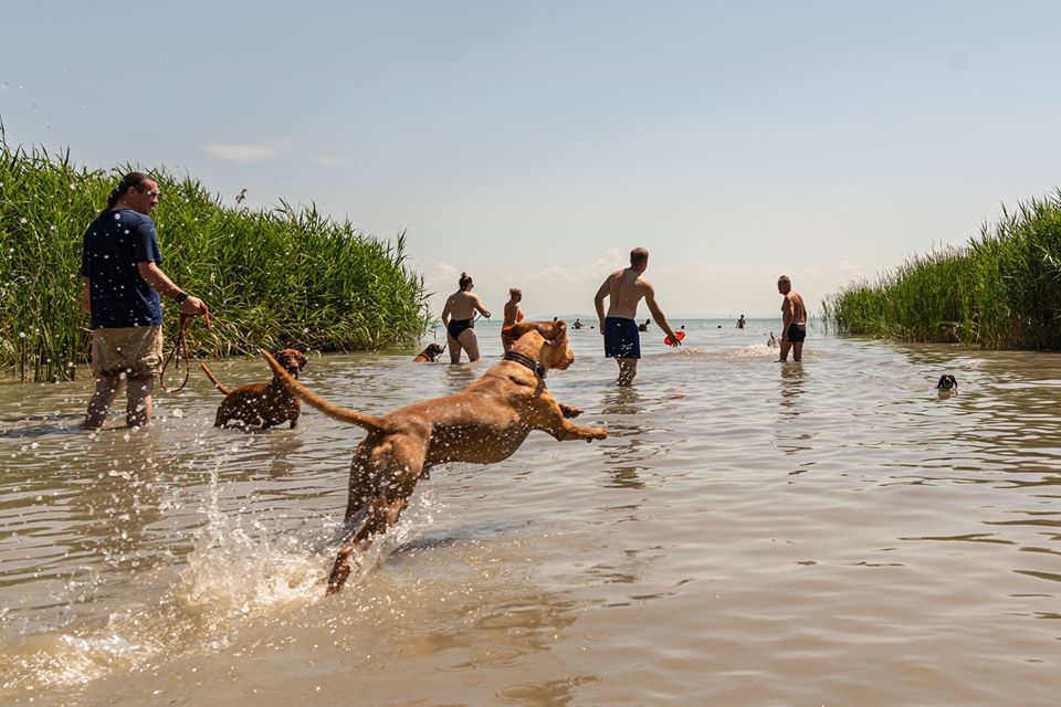 Csobbanni való strandok és szárazföldi kalandok kutyával a Balatonnál
