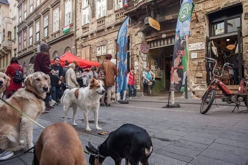 Szabadtéri programok Budapesten: Őszi Kutyabarát Piknik és Vásár