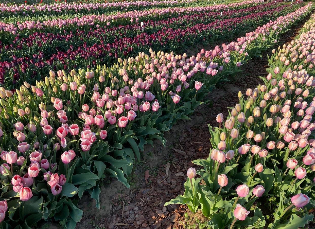 Országszerte több helyszínen kezdődik a tavaszi tulipánszüret