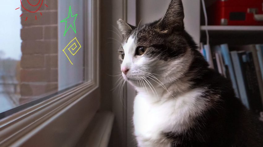 Legjobb családi filmek: Cicavilág - Óda a macskákhoz