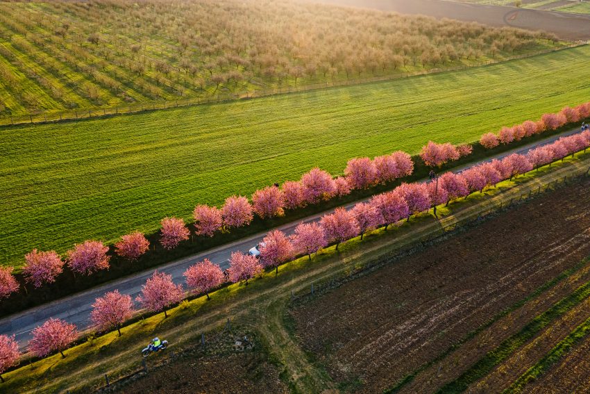 Mintha egy másik világba csöppennénk a magyar falvak virágzó cseresznyeszilvafái között