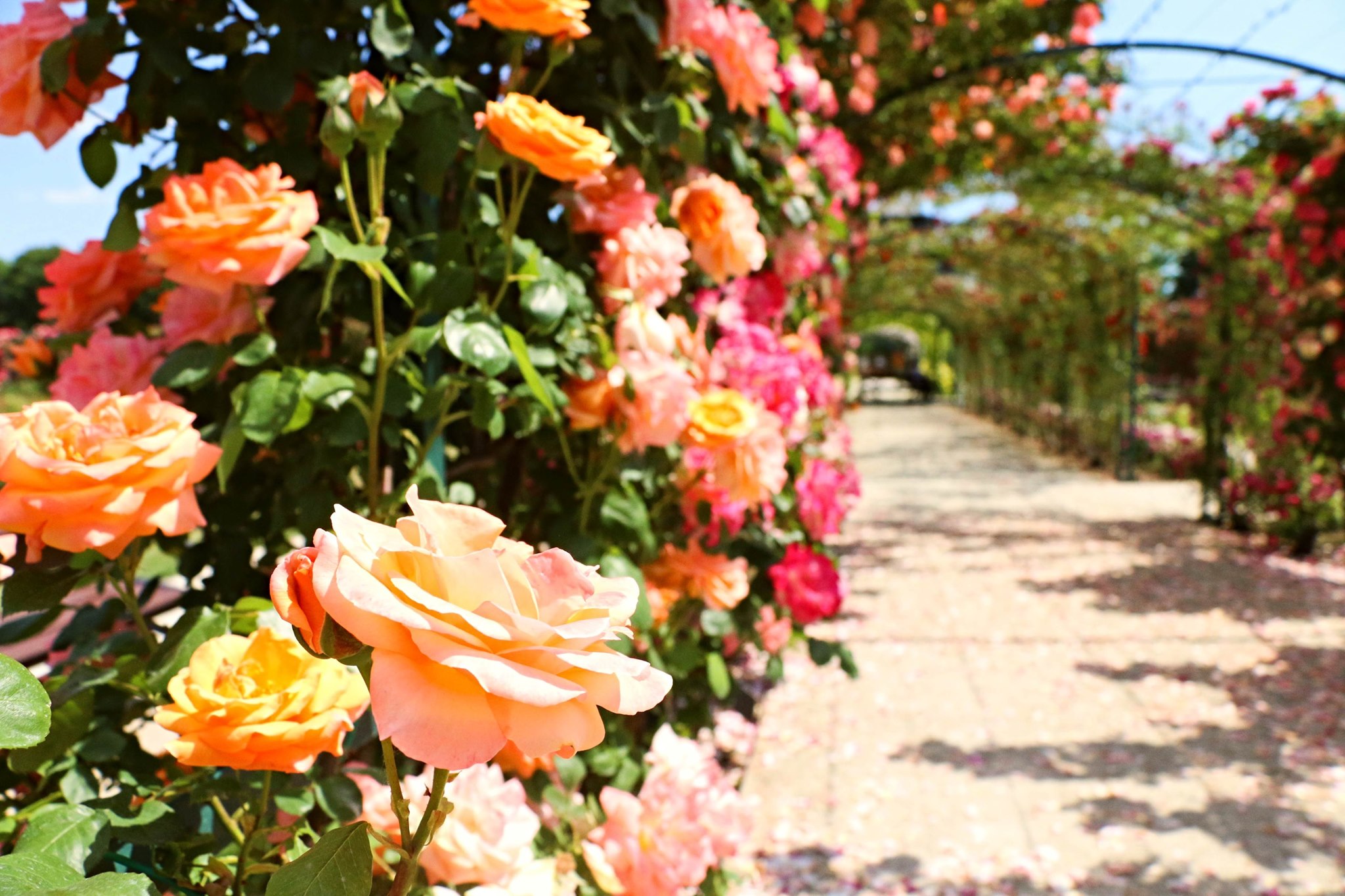 Virágba borult Nyugat-Magyarország festői barokk kastélyának varázslatos rózsakertje