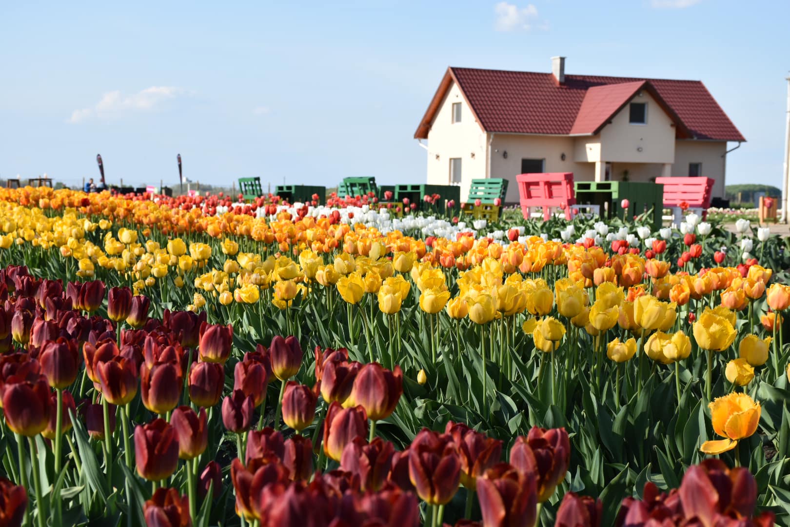 Húsvéti tulipánszüretre hív a Tisza-tó gyönyörű virágoskertje