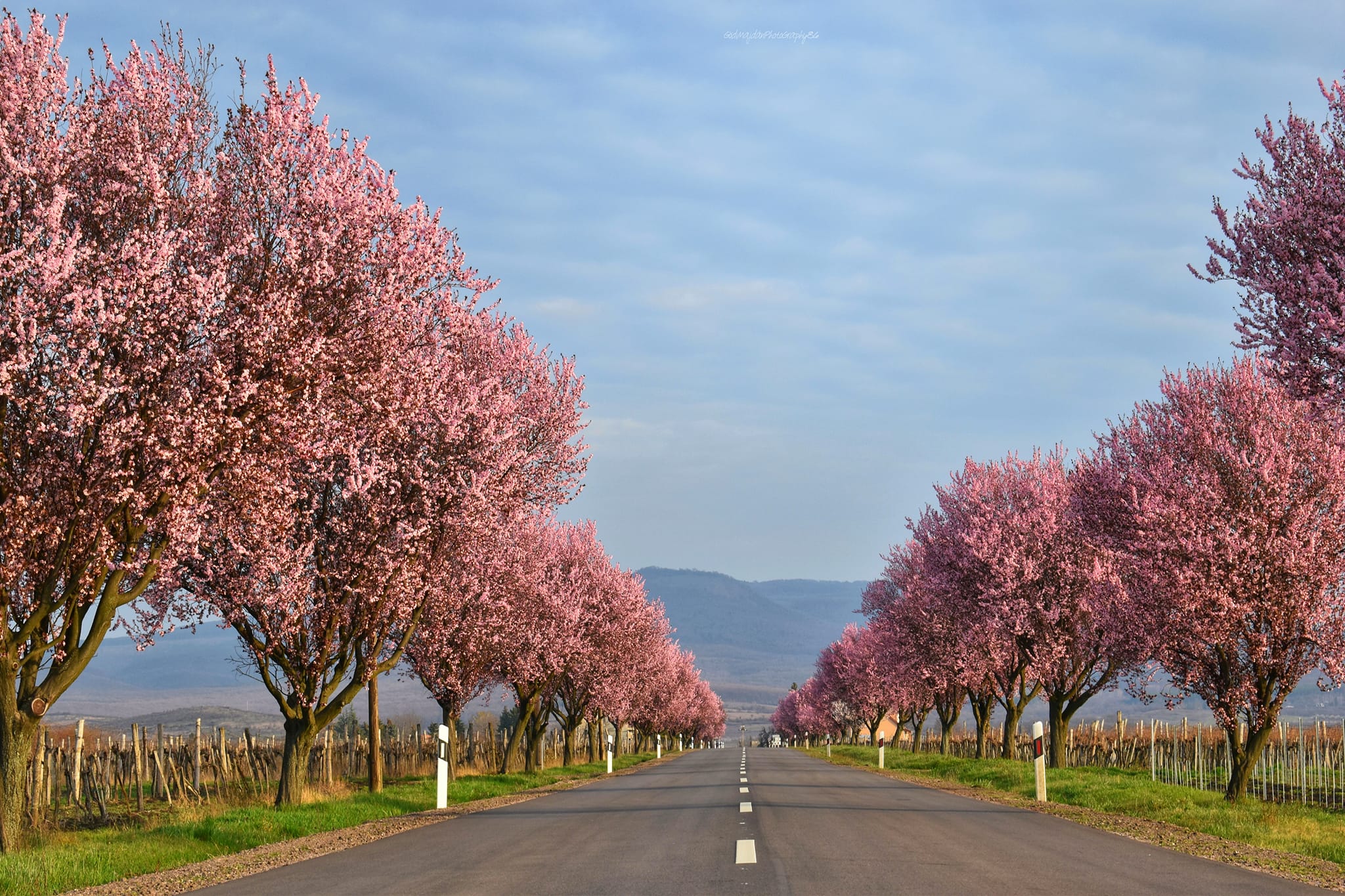 Meseszép látványt nyújtanak a magyar falu virágzó vérszilvafái