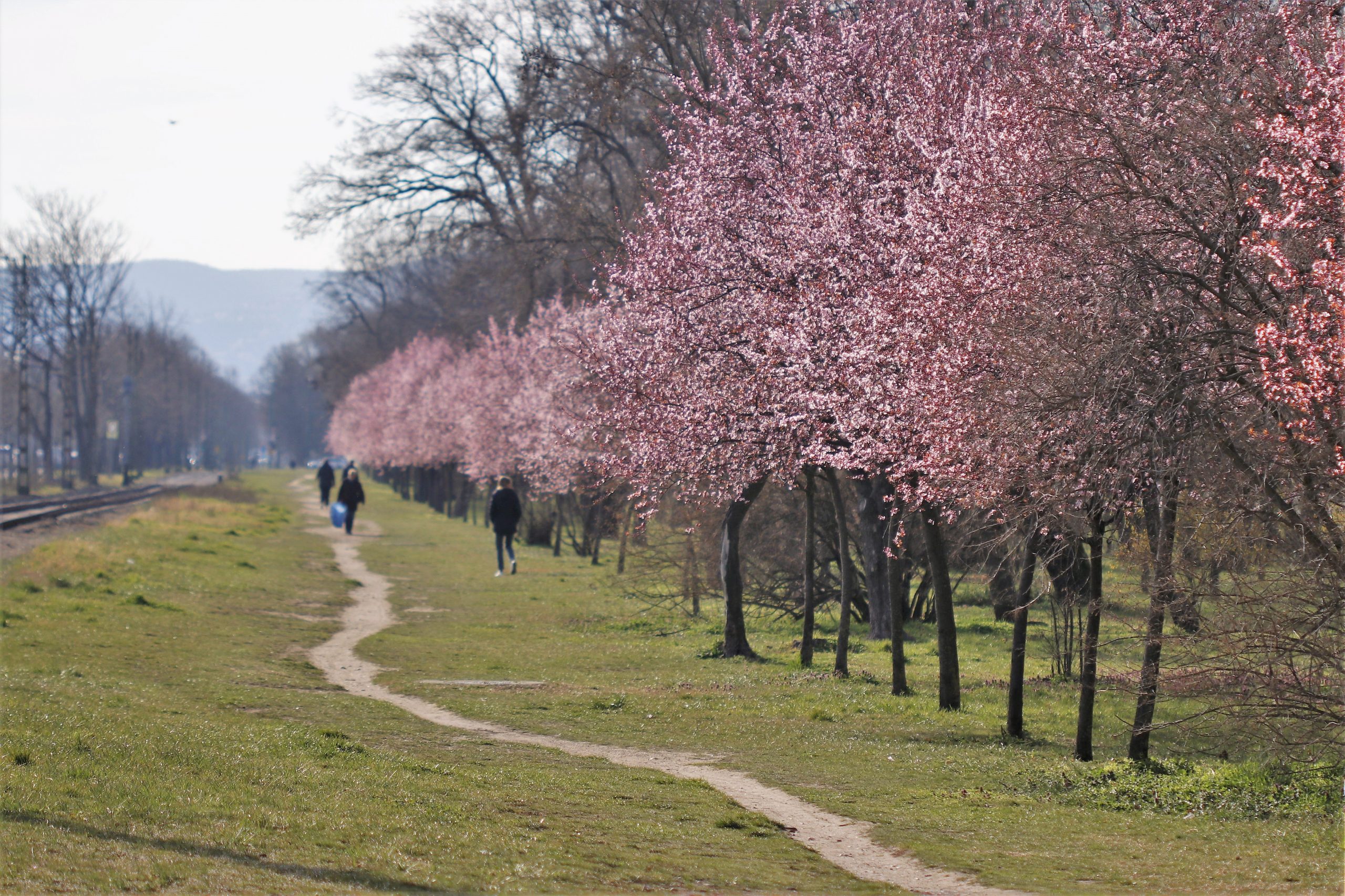 Mesés virágzó fasorban gyönyörködhetünk Budapest forgalmas útja mentén