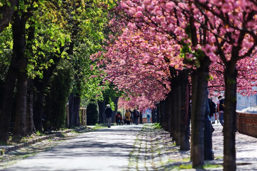 Virágba borult sétányok és közparkok Budapesten