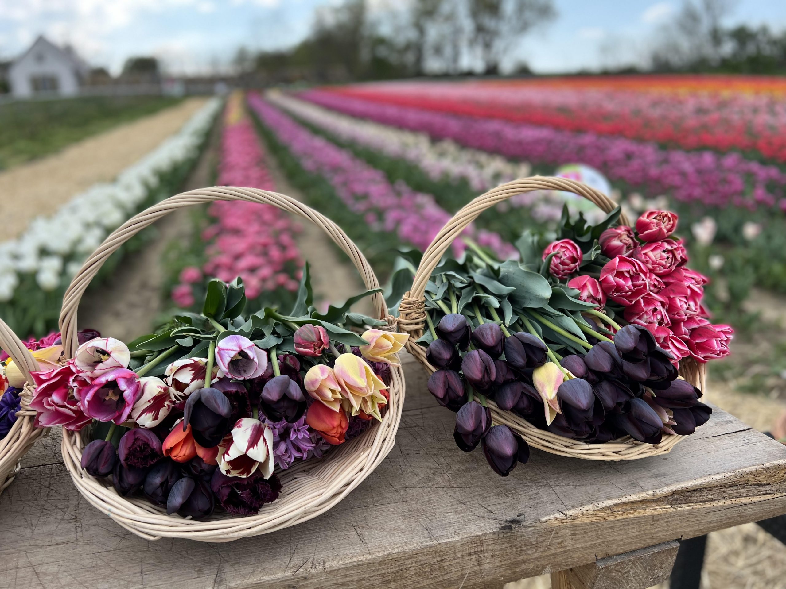 Színpompás tavaszi tulipánszüretre indulhatunk áprilisban az ország 13 pontján