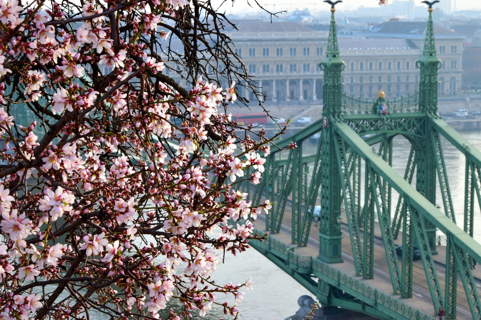 Megjött a tavasz: Virágzik a főváros egyik legszebb mandulafája (fotógaléria)