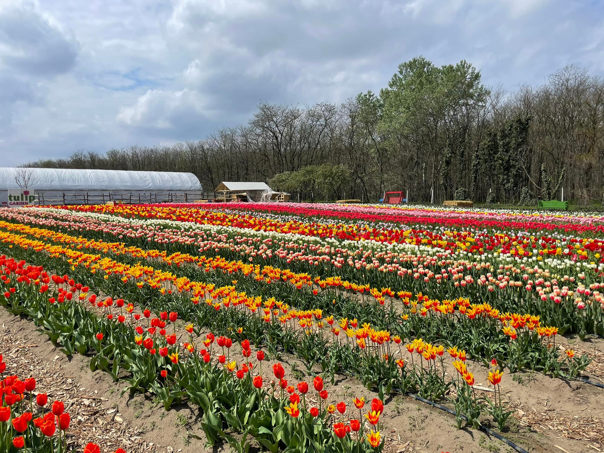 Tulipánok százezrei várják a szüretelőket a Duna és a Tisza ölelte virágoskertben