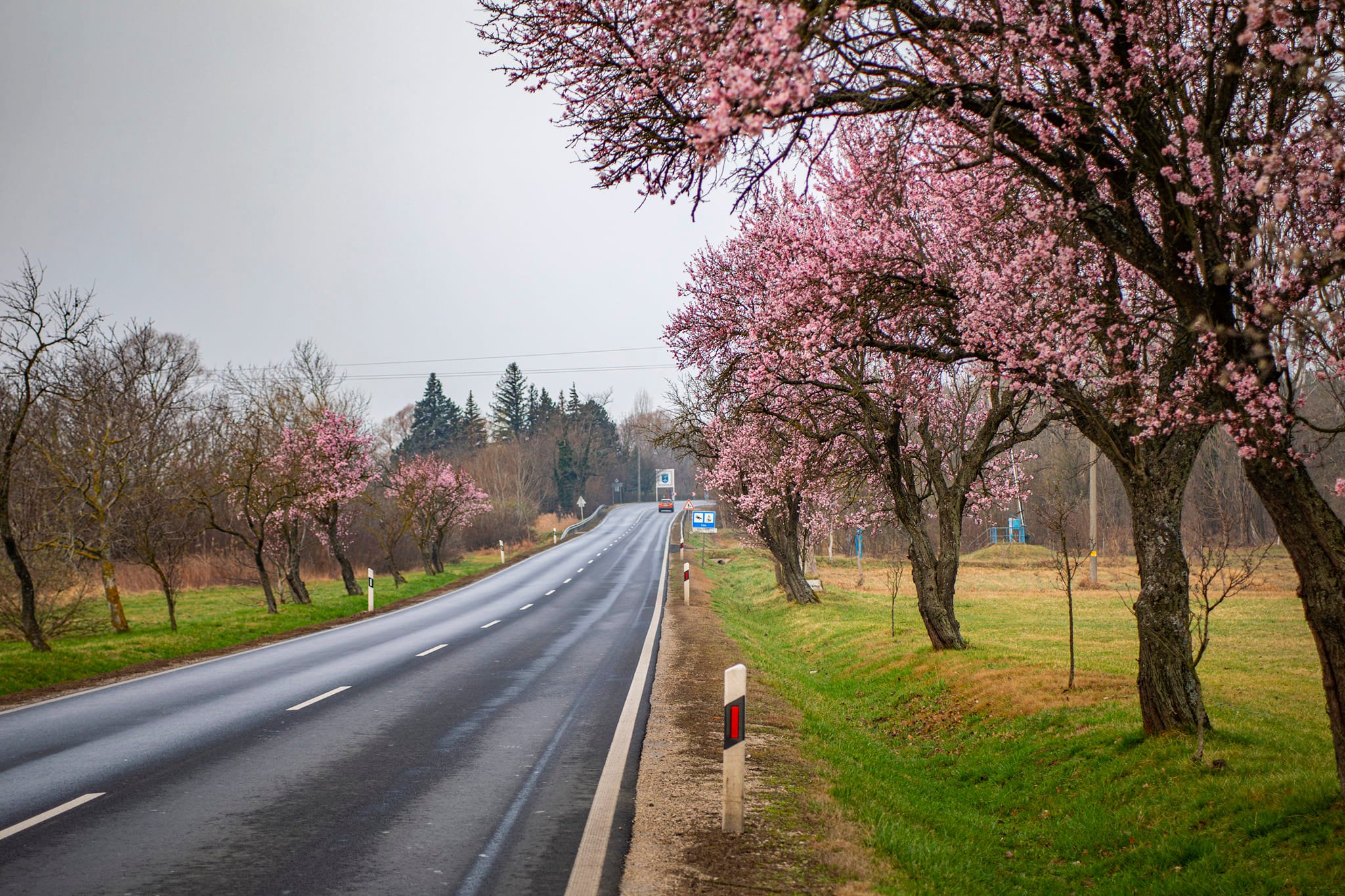 9 magical places in the country where you can enjoy the blossoms of the almond tree