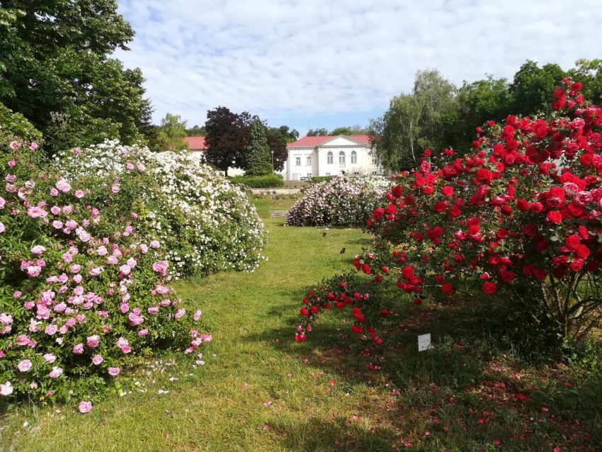 5+1 Breath-taking Rose Gardens in Budapest