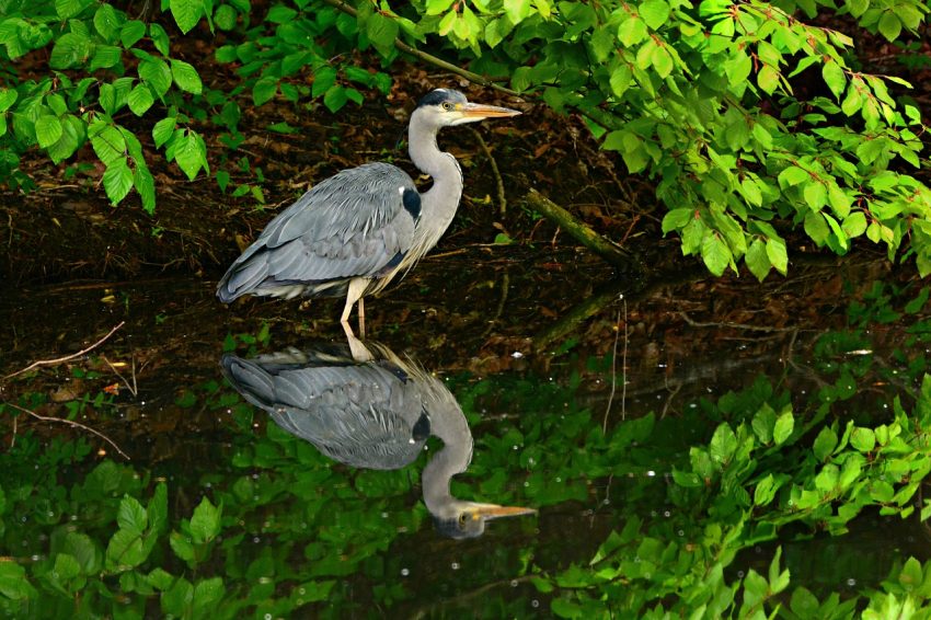 madárparadicsom kennutúra, Tisza-tó