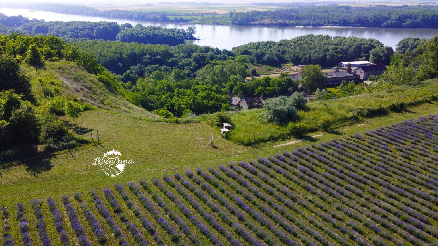 Levendulatérkép 2024: Lilába öltözött levendulamezők és szedd magad ...