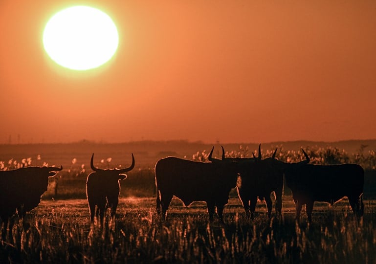 naplemente szafari, Hortobágy