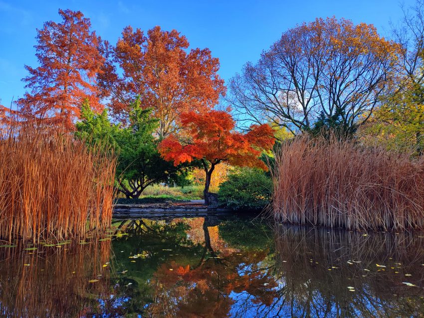 Japanese Garden Margaret Island