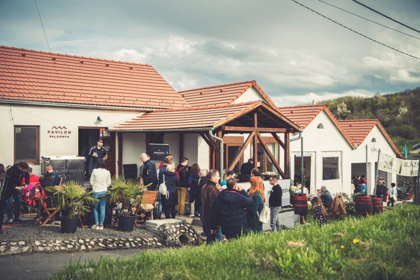 Vince-napi boros programok 2025 január