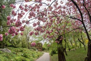 Sakura-ünnep 2025 ELTE Füvészkert