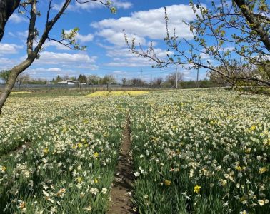 nársziszmező, virágmező Budapest