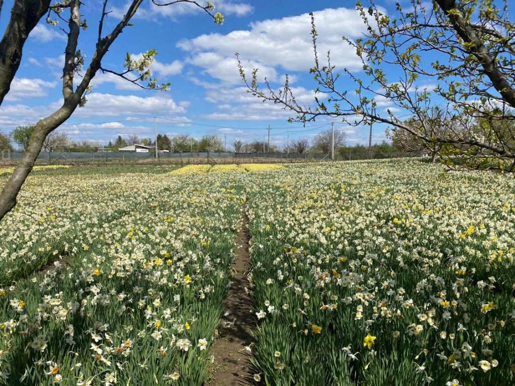 nársziszmező, virágmező Budapest