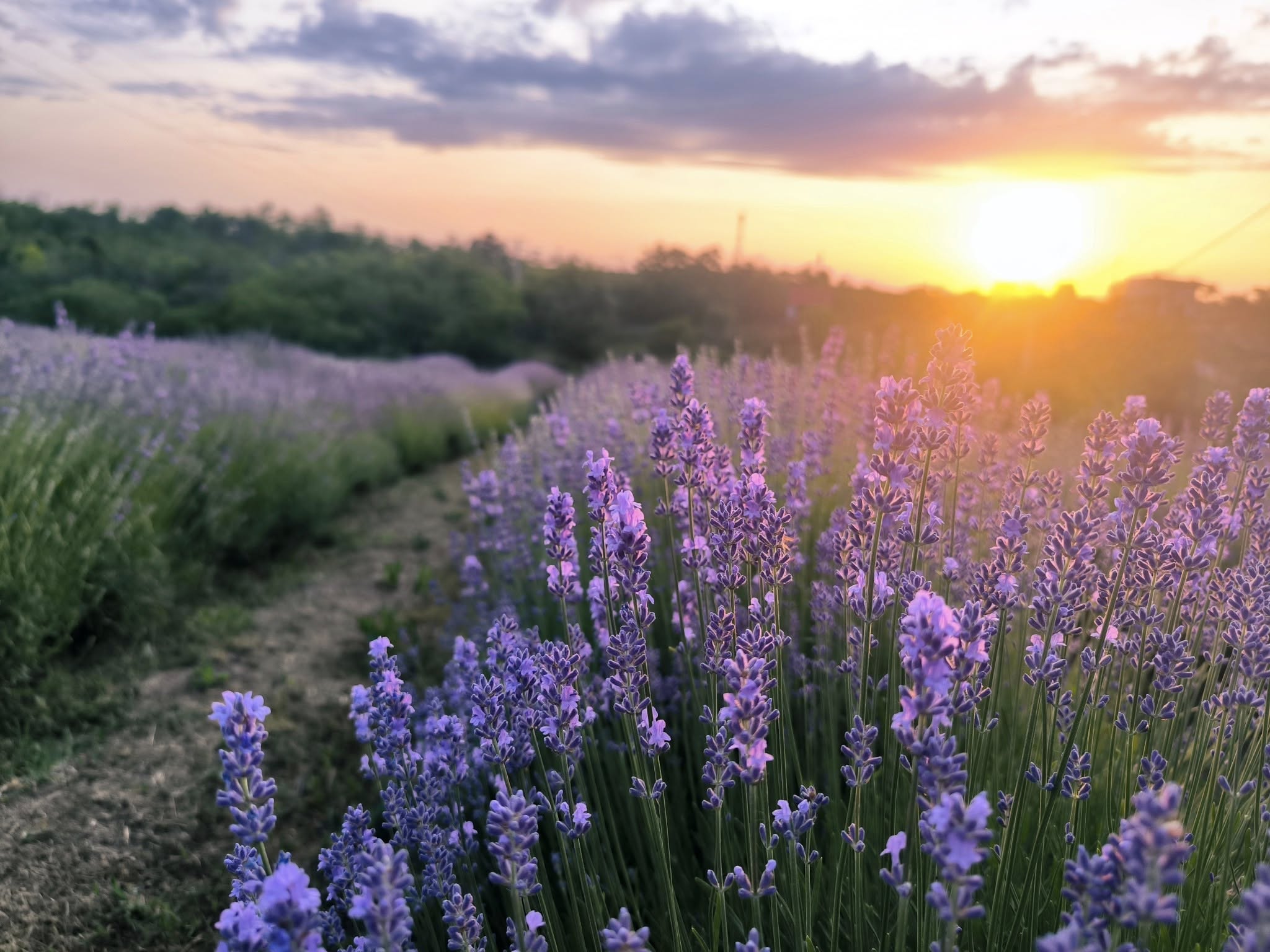 Szedd magad levendula 2025-ben – térképen az ország összes gyönyörű ...