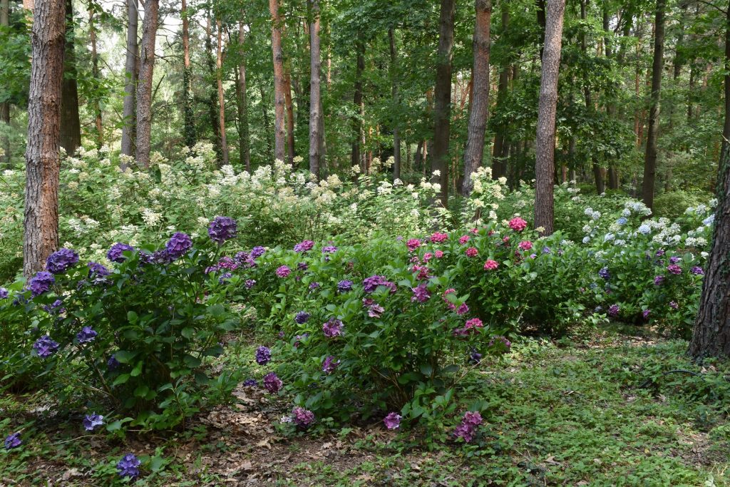 arbororétum varázskert