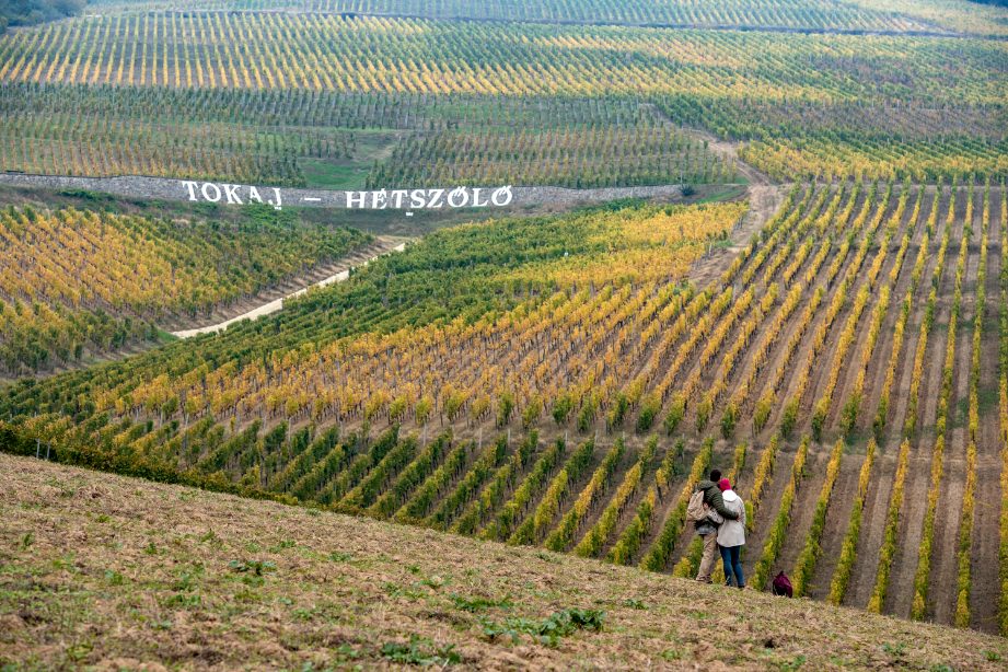 Tokaj, Tokaj-Hegyalja, látnivalók, természeti kincsek, természet, ősz, szeptember, Hétszőlő tanösvény