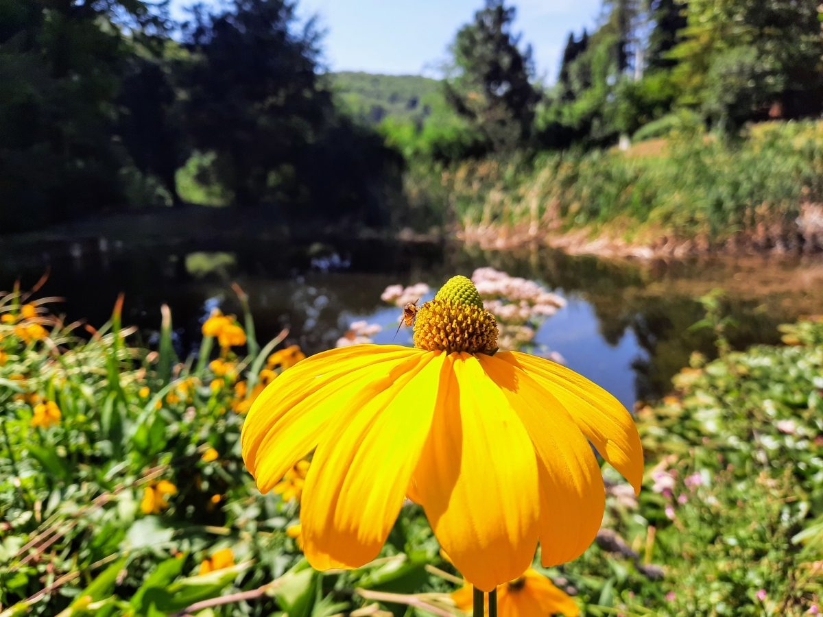 Püspökszentlászló Arborétum
