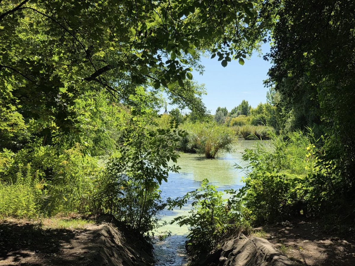 kirándulás, Tőzeges-tó, túra, tanösvény, Gyömrő