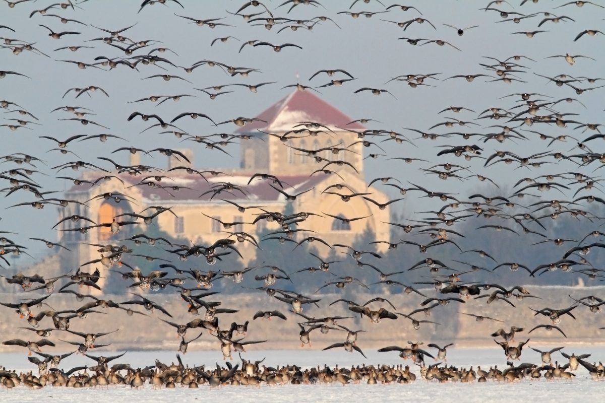 Magyarország, programok, vadludak