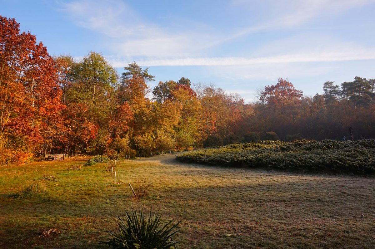 Gödöllői Arbo-park