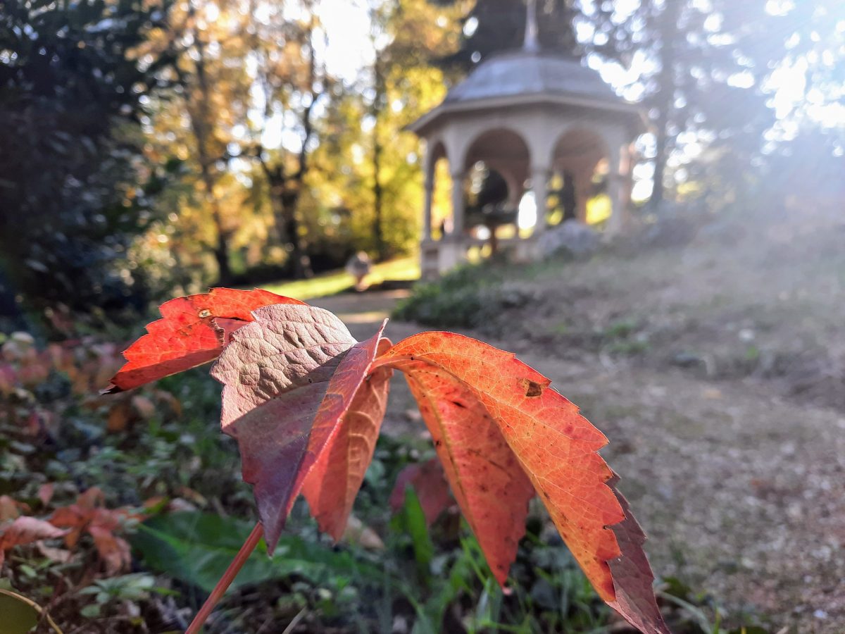 Sellyei Arborétum