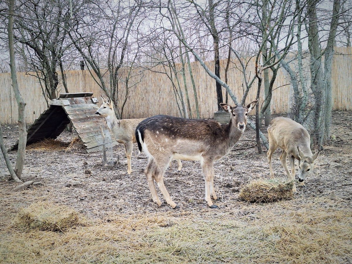 vadaspark, Budapest és környéke, állatok, családi program, ősz