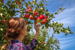 Dolina Gyümölcsös szedd magad alma 2025 Pomáz
