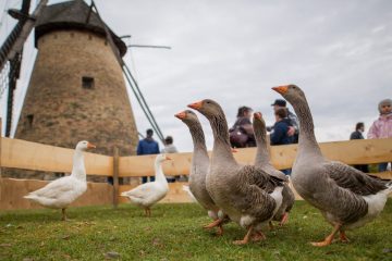 Márton-nap Szentendrei Skanzen