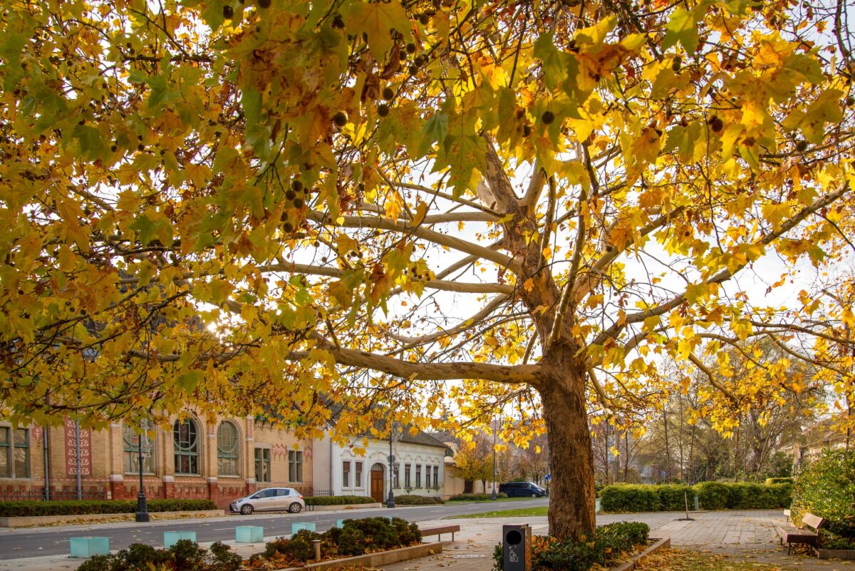 Hódmezővásárhely