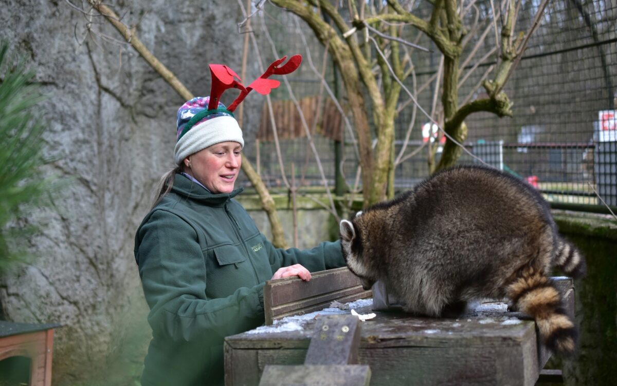 Budakeszi Vadaspark Állatok karácsonya