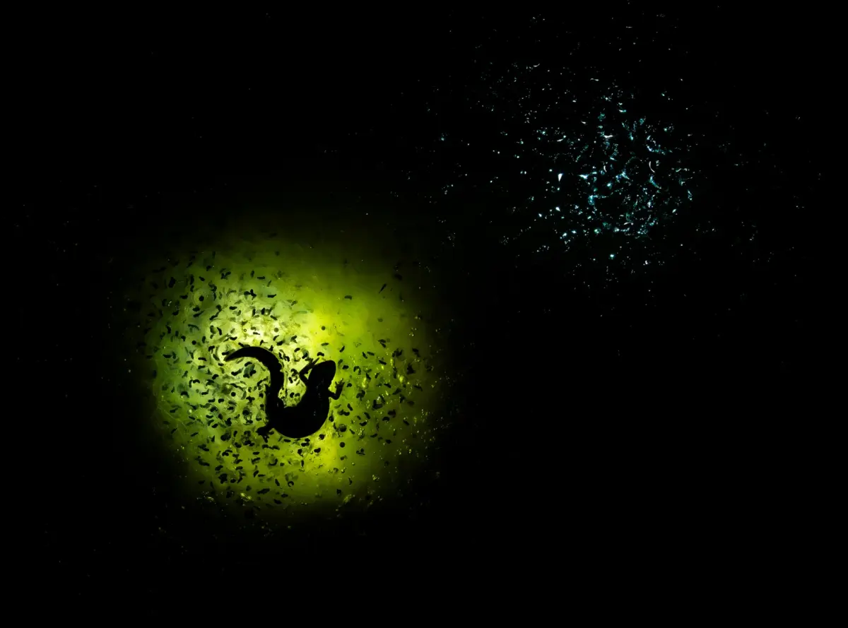 ingyenes programok, január, Budapest