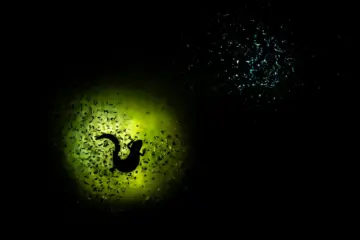 ingyenes programok, január, Budapest