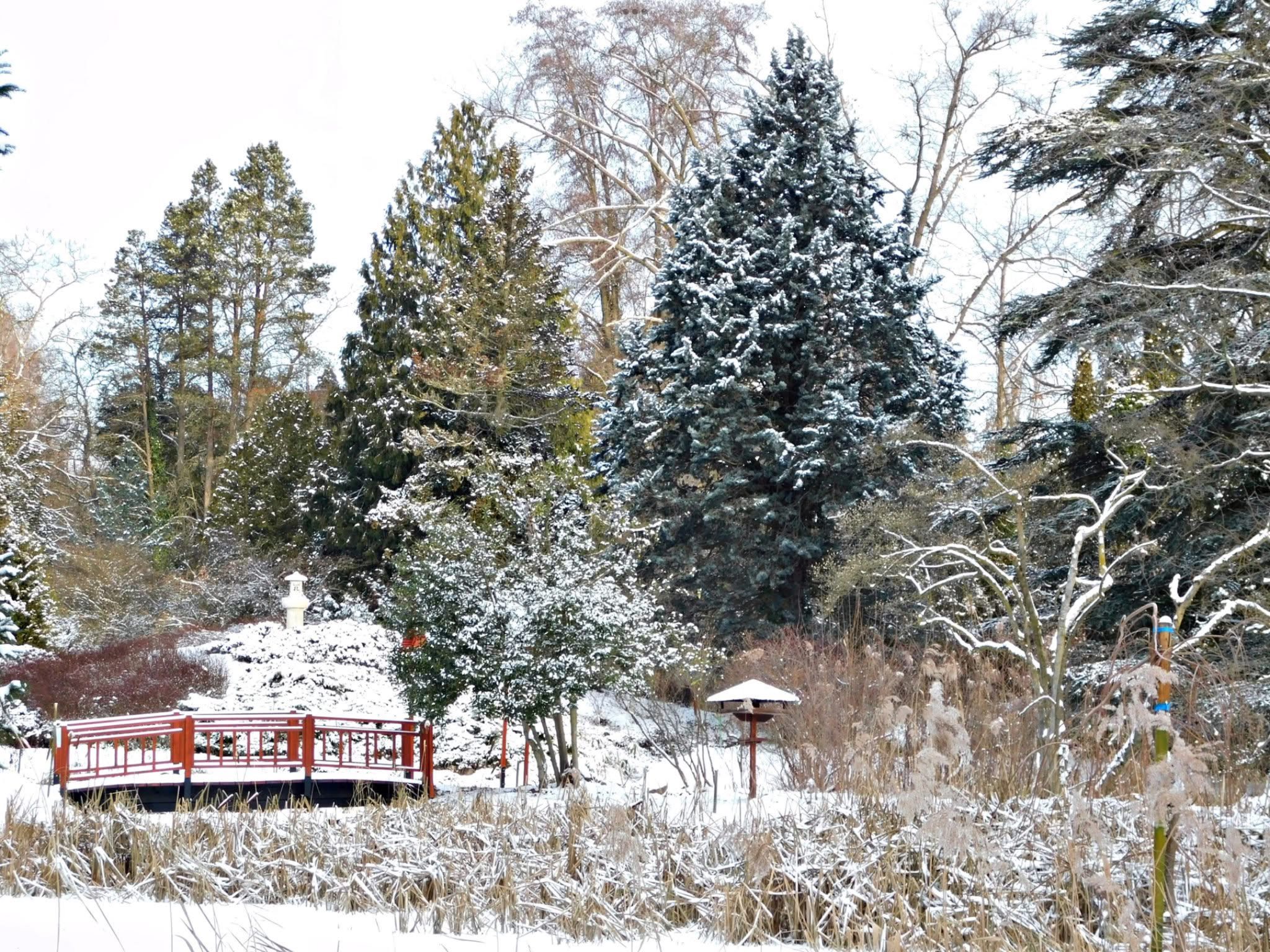 Skandináv hangulat itthon: 5 vadregényes arborétum, ahol mesebeli fenyvesek hívnak téli sétára