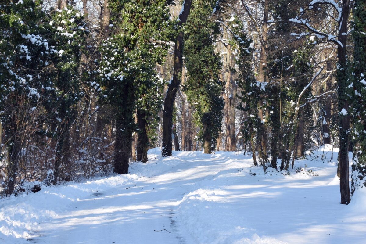 téli séta, angolpark, kastélypark, Martonvásár, Brunszvik-kastély, tél, január