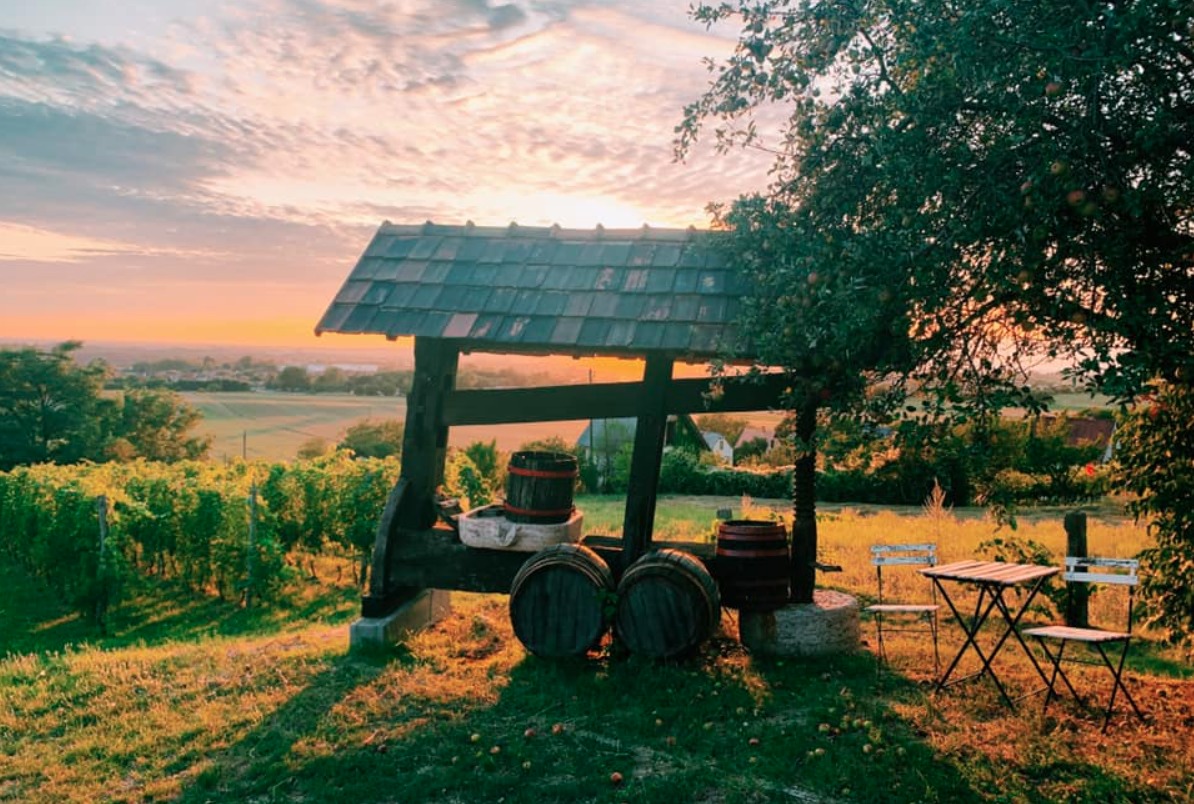 Vince nap 2026, boros programok január, pincejárás