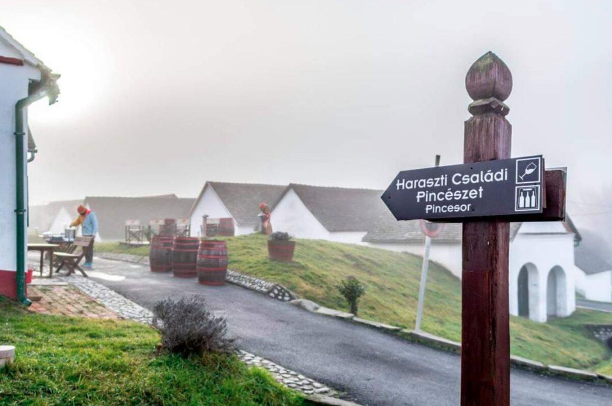 borkóstoló Vince nap 2026