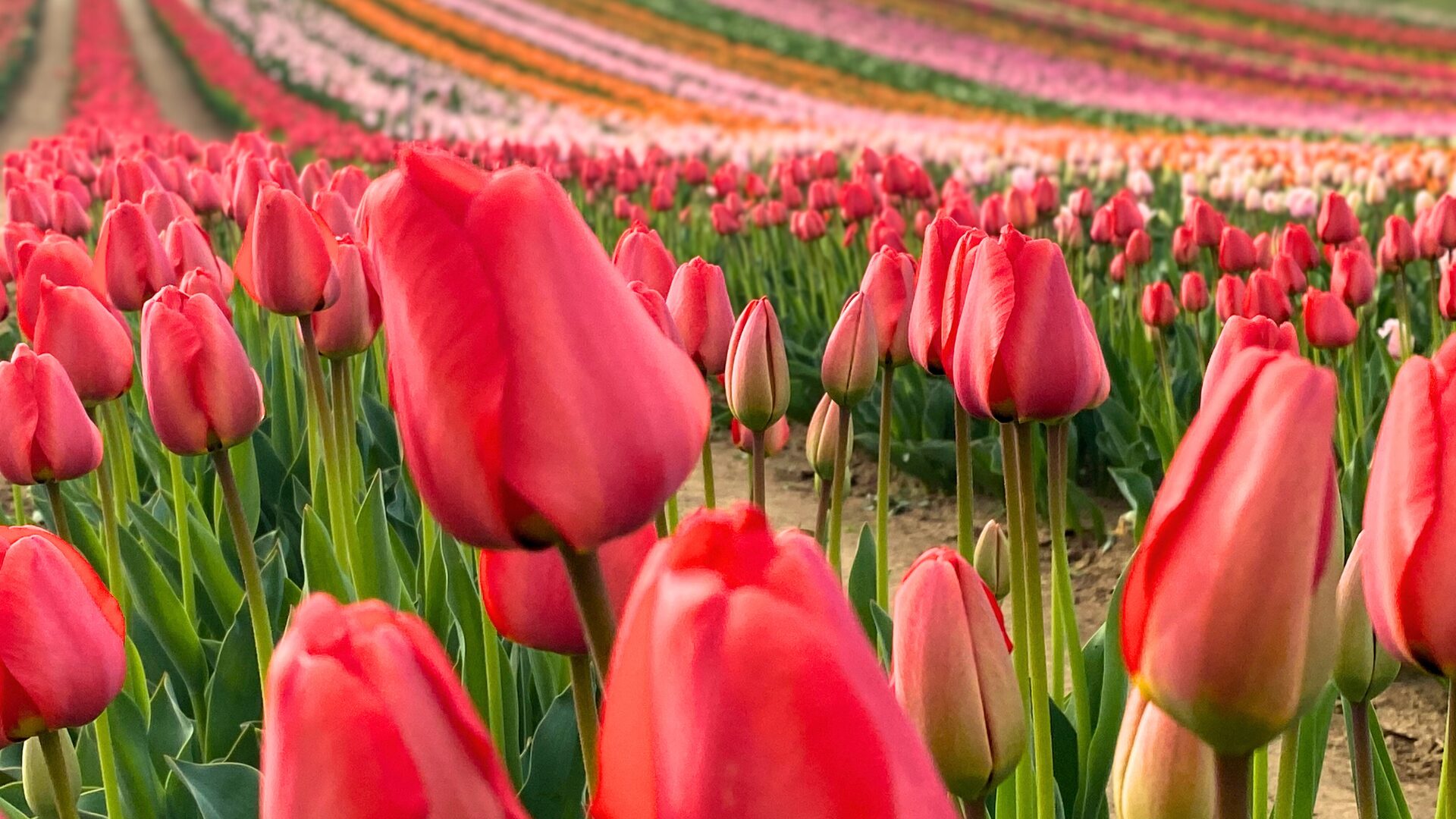 4 tulipánszüret szerte az országban, ahová már biztosan ellátogathattok 2026 tavaszán