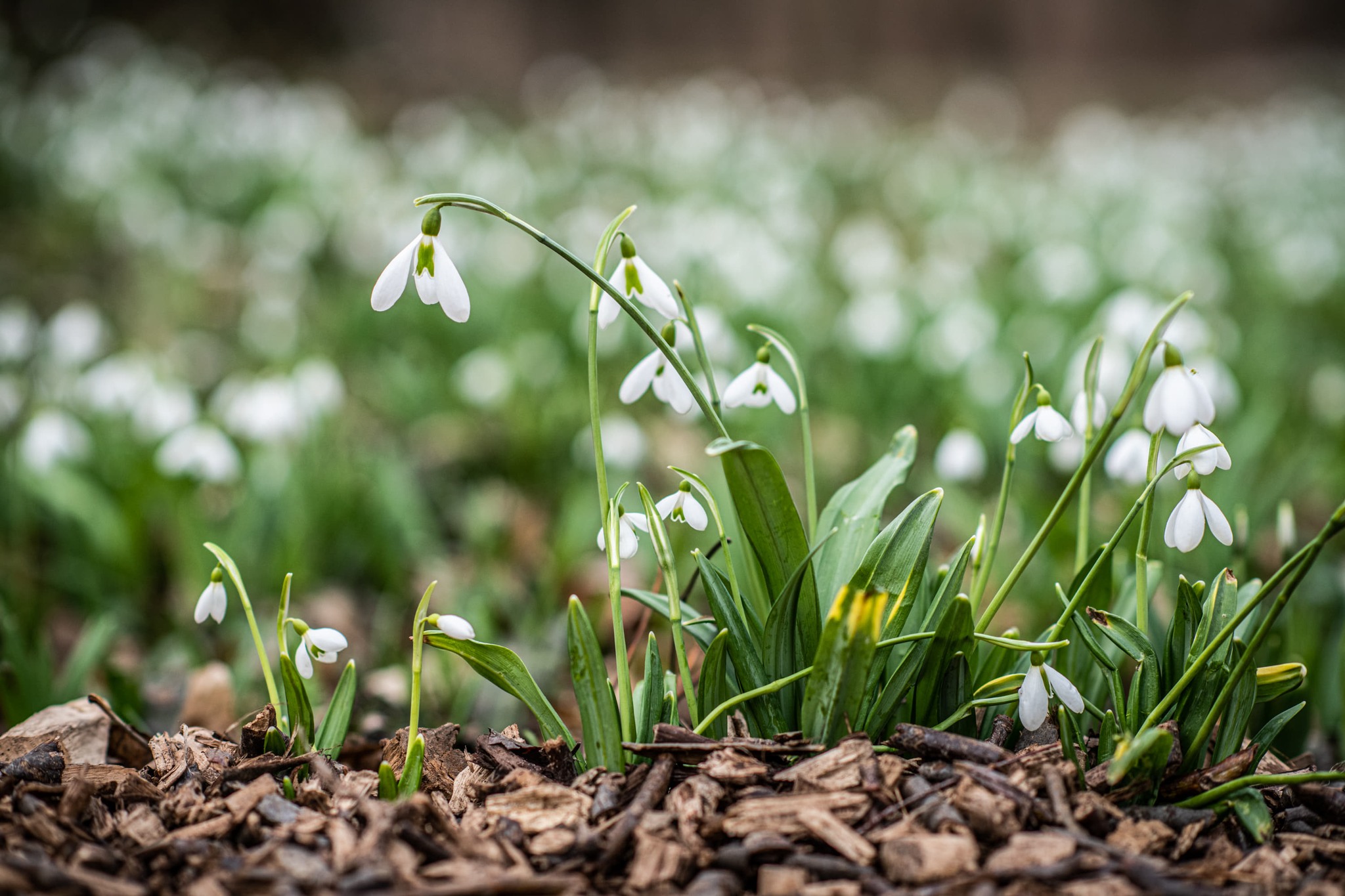 Hétvégén kezdődik a varázslatos hóvirágünnep az Alcsúti Arborétumban