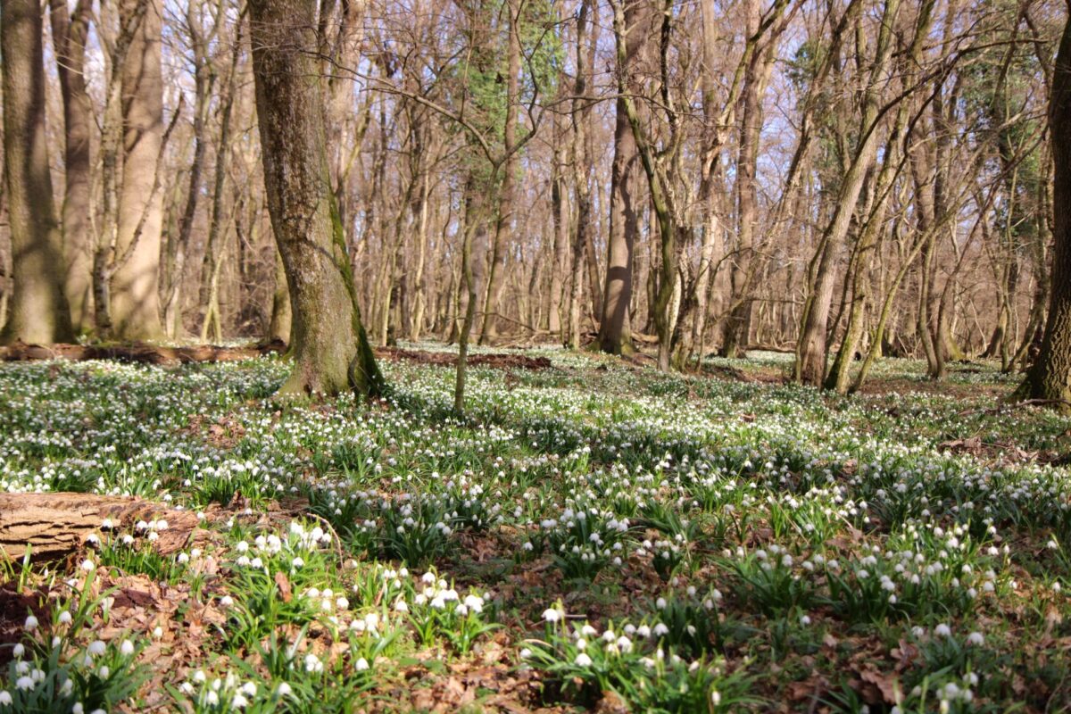 Csáfordjánosfa tőzike