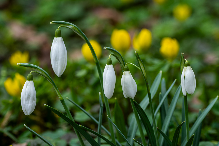 ELTE Füvészkert hóvirág
